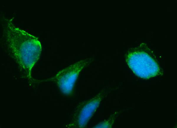 HSD3B1 Rabbit Polyclonal Antibody