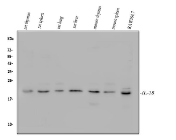 IL18 Rabbit Polyclonal Antibody