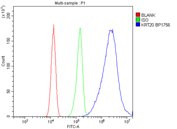 Cytokeratin 20/Krt20 Rabbit Polyclonal Antibody