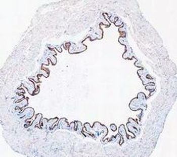 Cytokeratin 20/Krt20 Rabbit Polyclonal Antibody
