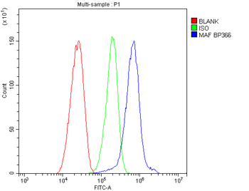 c-Maf/MAF Rabbit Polyclonal Antibody