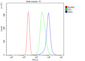 MAG Rabbit Polyclonal Antibody