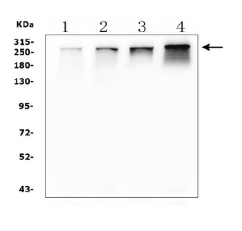 NUP214 Rabbit Polyclonal Antibody
