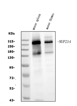 NUP214 Rabbit Polyclonal Antibody