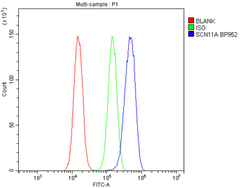 SCN11A Rabbit Polyclonal Antibody