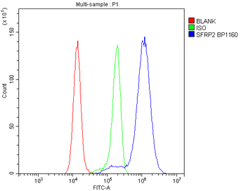 SFRP2 Rabbit Polyclonal Antibody