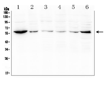 SOCS5 Rabbit Polyclonal Antibody
