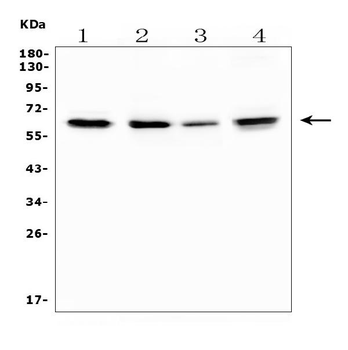 TRAF6 Rabbit Polyclonal Antibody