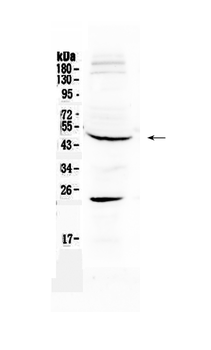 GATA4 Rabbit Polyclonal Antibody