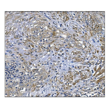 PRDX6 Mouse Monoclonal Antibody