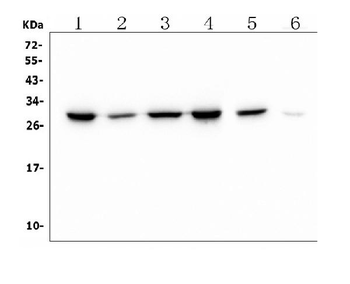 PRDX6 Mouse Monoclonal Antibody