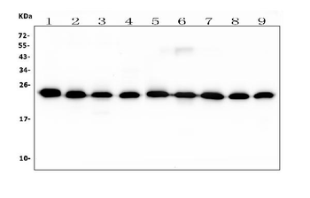RAB11B Mouse Monoclonal Antibody