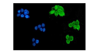 Musashi 1/Msi1 Mouse Monoclonal Antibody