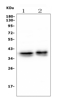 Musashi 1/Msi1 Mouse Monoclonal Antibody