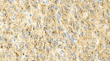 GFAP Mouse Monoclonal Antibody