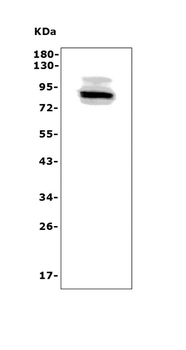 Adam28 Rabbit Polyclonal Antibody
