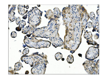 Angiopoietin-2/ANGPT2 Rabbit Polyclonal Antibody