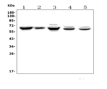 Angiopoietin-2/ANGPT2 Rabbit Polyclonal Antibody