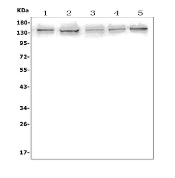 AXL Rabbit Polyclonal Antibody