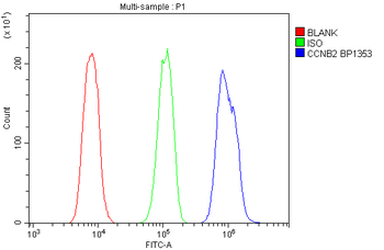 Cyclin B2/CCNB2 Rabbit Polyclonal Antibody