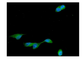 Cyclin B2/CCNB2 Rabbit Polyclonal Antibody