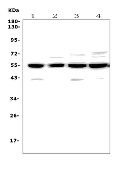 Cyclin B2/CCNB2 Rabbit Polyclonal Antibody