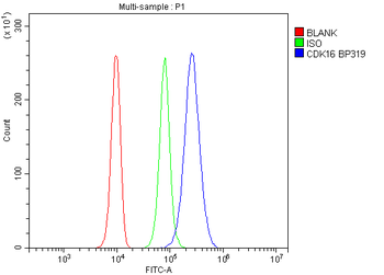 PCTAIRE1/CDK16 Rabbit Polyclonal Antibody