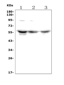 PCTAIRE1/CDK16 Rabbit Polyclonal Antibody