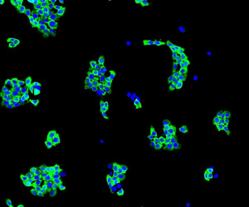 EIF4A1 Rabbit Polyclonal Antibody