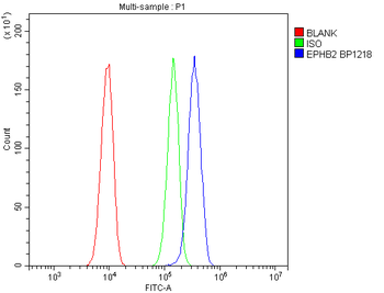 Eph receptor B2/EPHB2 Rabbit Polyclonal Antibody