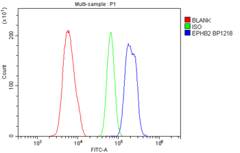 Eph receptor B2/EPHB2 Rabbit Polyclonal Antibody