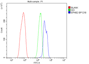 Eph receptor B2/EPHB2 Rabbit Polyclonal Antibody
