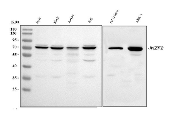 ZNFN1A2/HELIOS/IKZF2 Rabbit Polyclonal Antibody