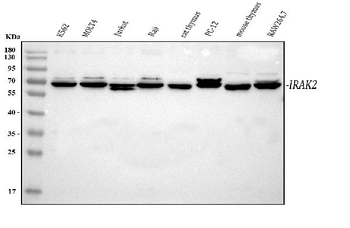 IRAK2 Rabbit Polyclonal Antibody
