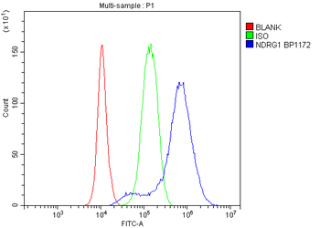NDRG1 Rabbit Polyclonal Antibody