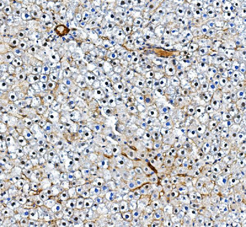 CD31/Pecam1 Rabbit Polyclonal Antibody