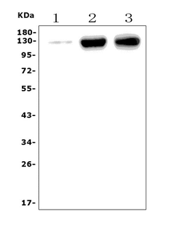 CD31/Pecam1 Rabbit Polyclonal Antibody