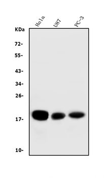 CD59 Mouse Monoclonal Antibody