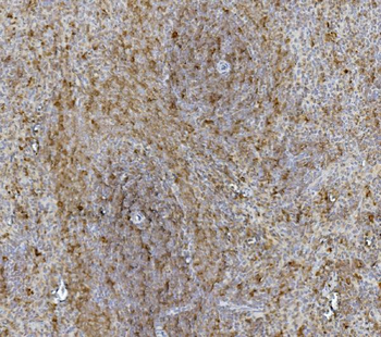 Hsc70 Mouse Monoclonal Antibody