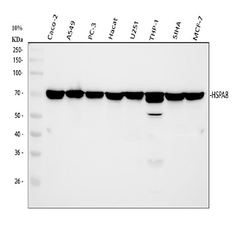 Hsc70 Mouse Monoclonal Antibody