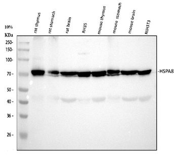 Hsc70 Mouse Monoclonal Antibody