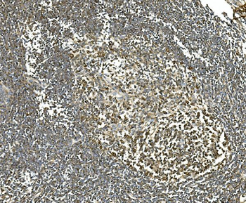 Hsc70 Mouse Monoclonal Antibody
