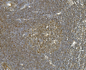 Hsc70 Mouse Monoclonal Antibody
