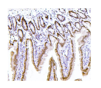 PTBP1 Mouse Monoclonal Antibody