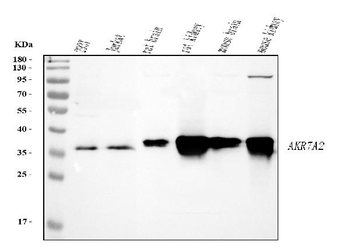 AKR7A2 Rabbit Polyclonal Antibody