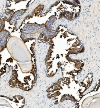 CD13/ANPEP Rabbit Polyclonal Antibody