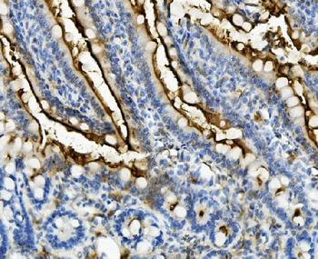 CD13/ANPEP Rabbit Polyclonal Antibody