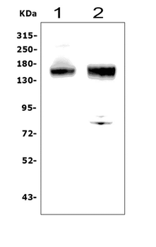 CD13/ANPEP Rabbit Polyclonal Antibody
