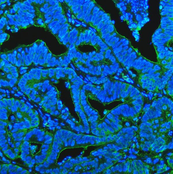 CD13/Anpep Rabbit Polyclonal Antibody