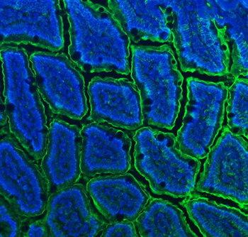 CD13/Anpep Rabbit Polyclonal Antibody
